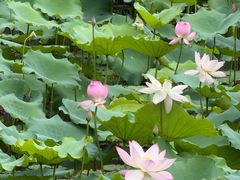 -荔湾湖公园