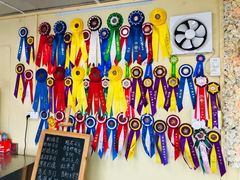 -柴犬高等学院·狗咖·柴犬售卖·宠物训练