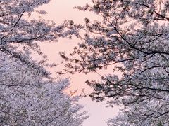-上海辰山植物园
