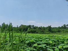-白鹭湾湿地公园