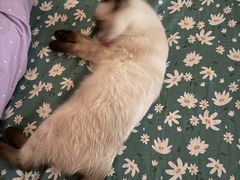 -天使宠物医院·犬猫分诊(彩虹店)