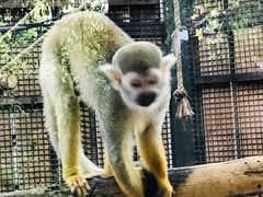 -清迈夜间动物园