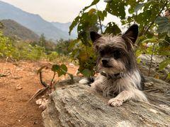 -素山寺森林公园