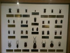 android_upload_pic-上海昆虫博物馆