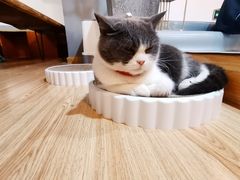 -松果猫咖(桐乡吾悦金街店)