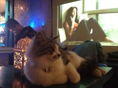 -Sirena海妖日咖夜酒