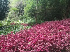 -莫里热带雨林景区