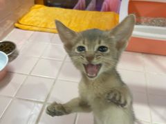 -FAELING PETS美天灵宠物(富力广场店)