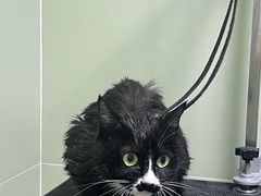 -爱佳宠物中心医院24H·CT·骨外科·猫专科(瑶海万达店)