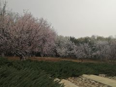 -大望京公园