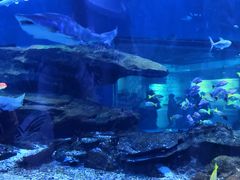 -海合安武汉极地海洋公园
