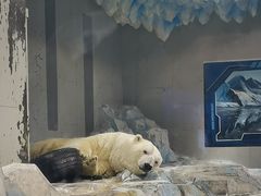 -大连圣亚海洋世界