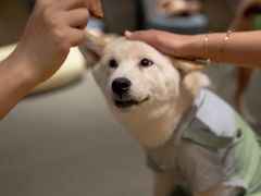 -逗柴咖啡屋·狗咖猫咖宠物桌游