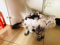 -纳吉亚猫专科动物医院博雅分院