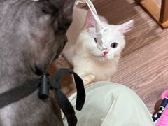 -楼上猫咖(罗湖店)