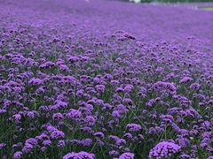 -紫颐香薰山谷景区