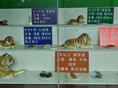 -横道河子东北虎林园