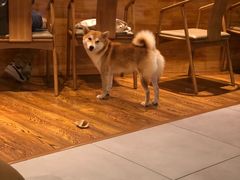 柴犬-柴务处·柴犬主题狗咖