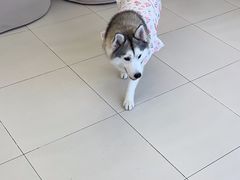 -怪兽屋·羊驼·猫咖·狗咖(俊华广场店)