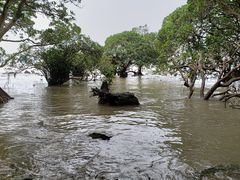 -宝安西湾红树林湿地公园