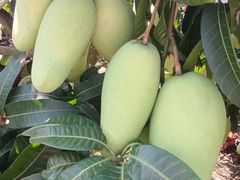 -新鸿港水果市场(三亚新鸿港国际商品交易中心店)