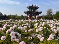 -曹州牡丹园