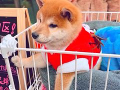 -佛山京华广场MALL