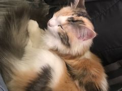 -猫色咖啡·猫咖
