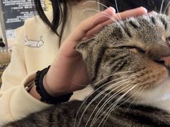 -平行世界·猫咖(首经贸店)