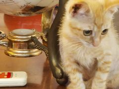 -爱侣宠医·鹦鹉专科·小型哺乳类·异宠专科(灵石路店)