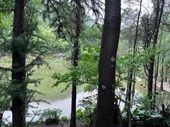 -深圳仙湖植物园