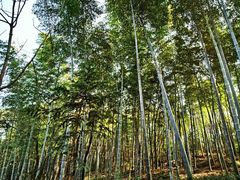 -上海佘山国家森林公园天马山园