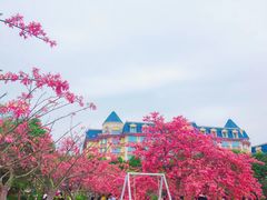 -百万葵园