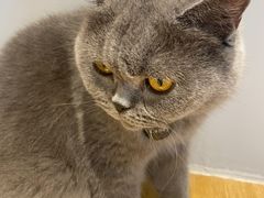 -啵啵喵·猫咖(攀华国际店)