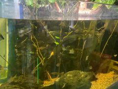 -上海大自然野生昆虫馆(东方明珠·爬宠昆虫探索中心)