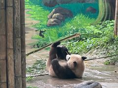 -中国大熊猫保护研究中心雅安碧峰峡基地