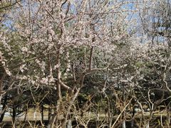 -大兴滨河森林公园