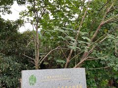 -龙坞茶村