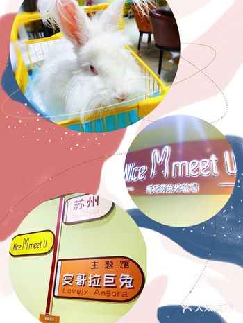 「小锤探店」来安哥拉巨兔体验馆摸兔兔