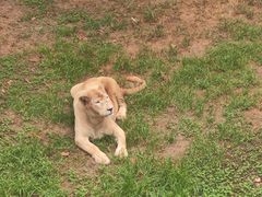 -西霞口神雕山野生动物世界
