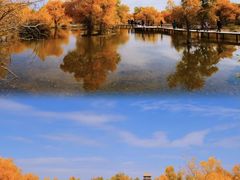 -金塔沙漠胡杨林景区