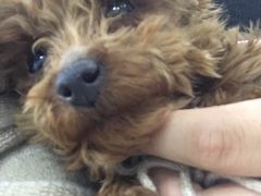 -中农大我爱我爱动物医院(甜水园店)