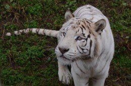 -西安秦岭野生动物园