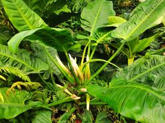 -国家植物园南园