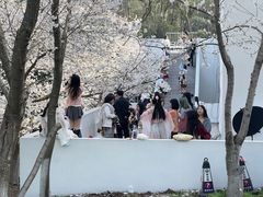 -武汉大学-樱园