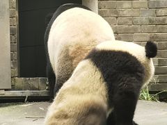 -都江堰中华大熊猫苑