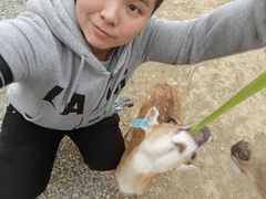 -鹿境梅花鹿生态园区