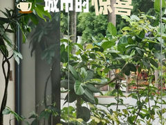 -花神·轻食简餐·咖啡馆·花卉绿植(荷兰花卉小镇店)