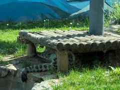 -青藏高原野生动物园