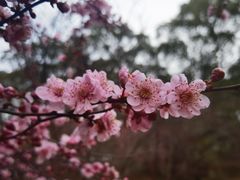 -无锡梅园公园